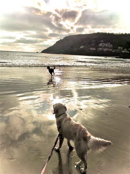 Dog Friendly UK Beaches
